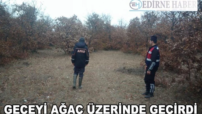 Domuzdan korktu, geceyi ağaç üzerinde geçirdi