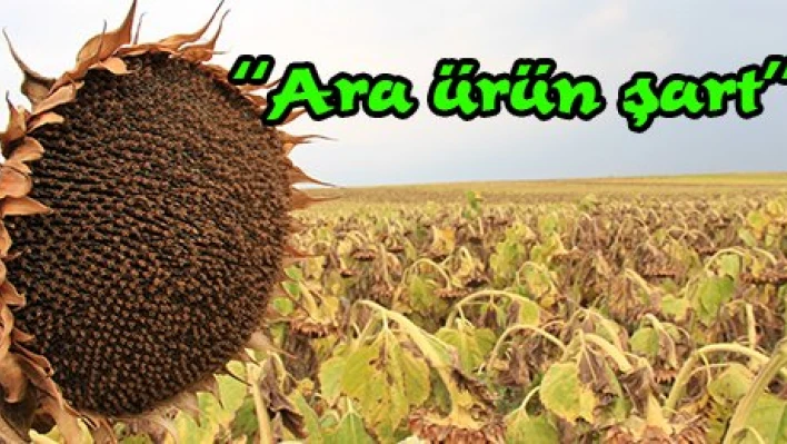 'Ara ürün şart'