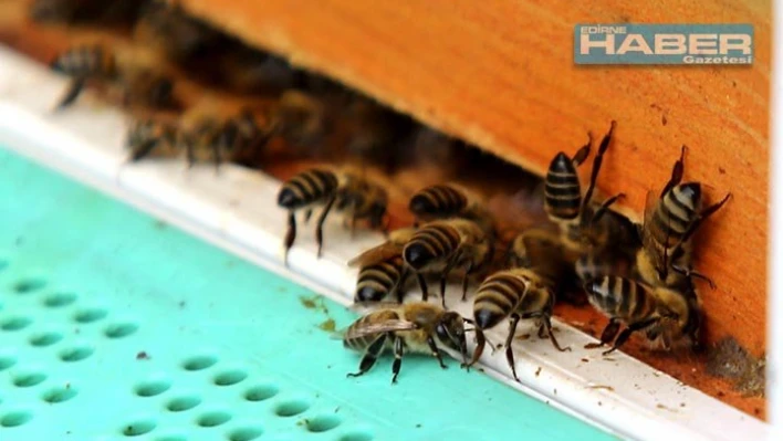 Varroa parazitine karşı pudra şekeri