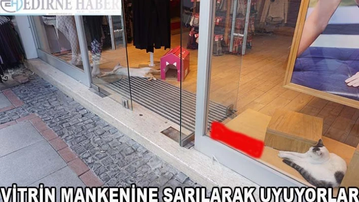Vitrin Mankeninin Yanında Uyuyorlar