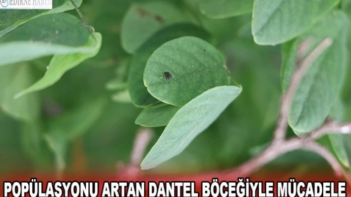 Popülasyonu artan dantel böceğiyle mücadele
