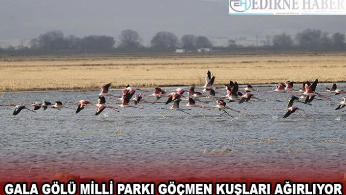 Gala Gölü Milli Parkı göçmen kuşları ağırlıyor