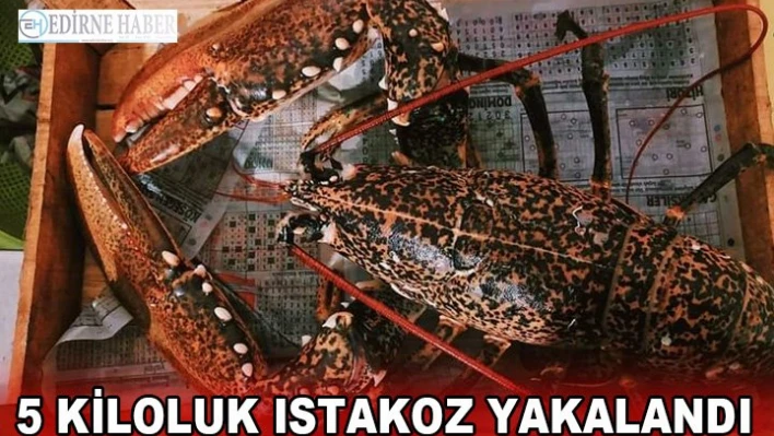 5 kiloluk ıstakoz yakalandı
