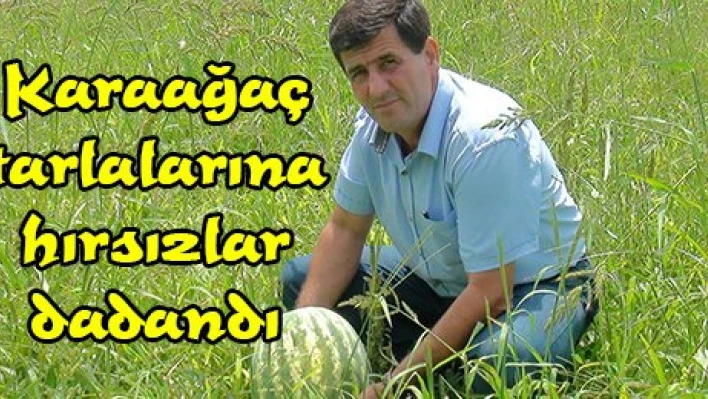 Karaağaç tarlalarına hırsızlar dadandı