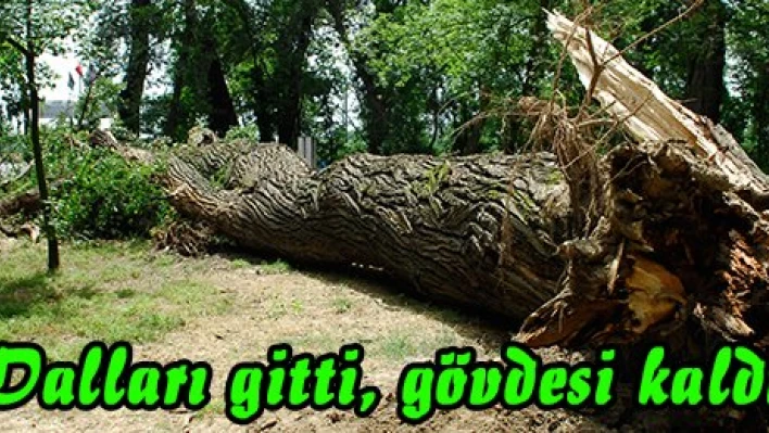 Dalları gitti, gövdesi kaldı