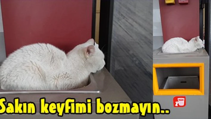 Sakın keyfimi bozmayın..