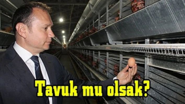 Tavuk mu olsak?