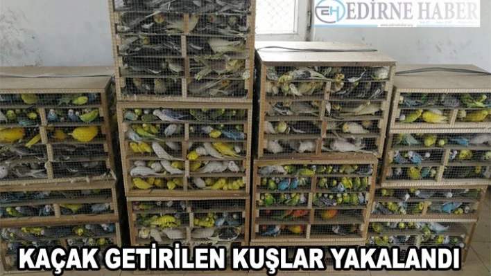 Yurt dışından kaçak getirilen kuşları jandarma yakaladı