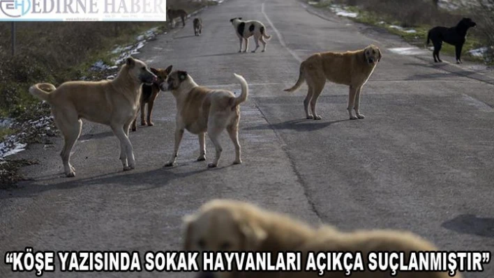 'Köşe yazısında, sokak hayvanları açıkça suçlanmıştır'