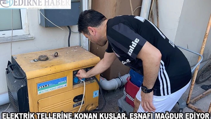 Elektrik tellerine konan kuşlar, esnafı mağdur ediyor