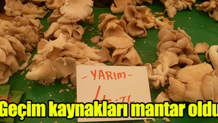 Mantar, köylülerinin geçim kaynağı oldu.