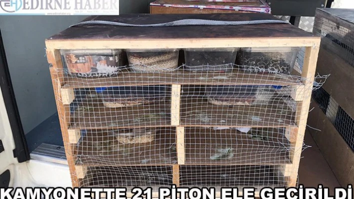  21 piton ele geçirildi