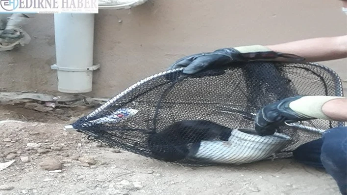 Kırklareli'nde su borusunda mahsur kalan kedi kurtarıldı
