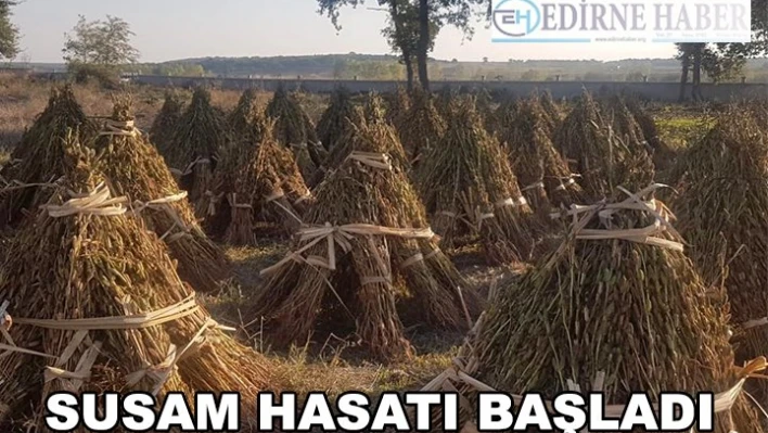 Edirne'de susam hasatı başladı