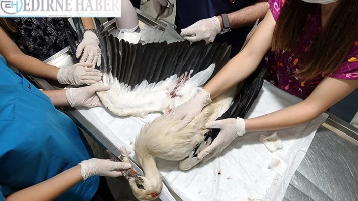 Göç yolunda avcıların vurduğu leylek iyileşince uzaklara kanat açacak