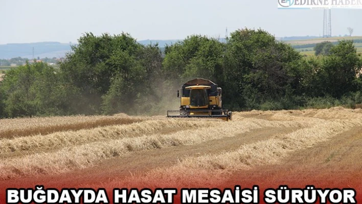 Buğdayda hasat mesaisi sürüyor