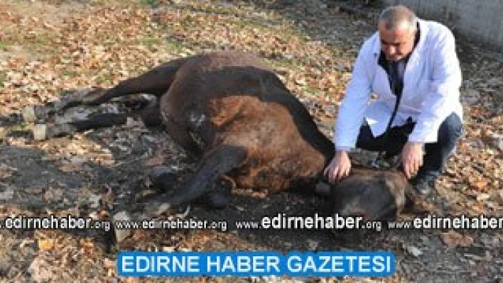 Bulgaristan'a fuar gezisi düzenleyecek