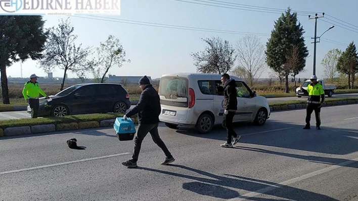 'Şanslı' tedavi edilip doğaya bırakılacak