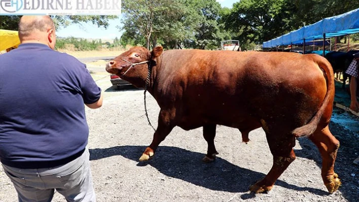 Kurban pazarının gözdesi 1,5 tonluk 'Süleymanpaşa'