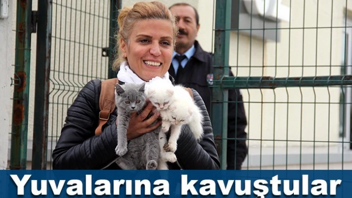 Kediler Hayvanseverin
