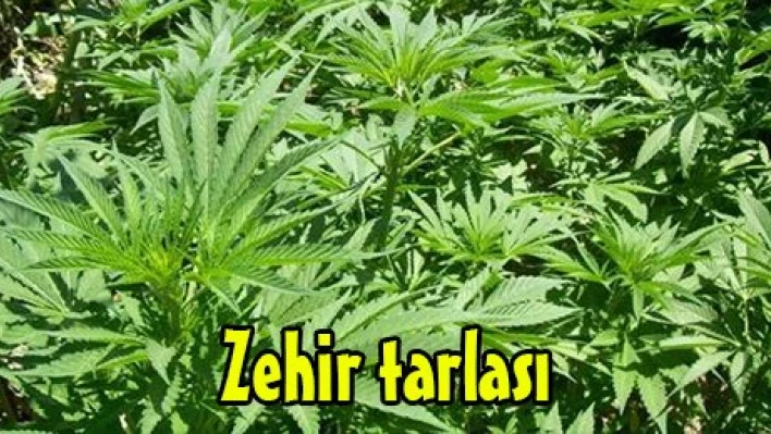 Zehir tarlası