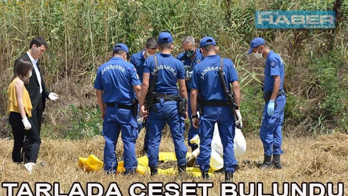 Tarlada ceset bulundu