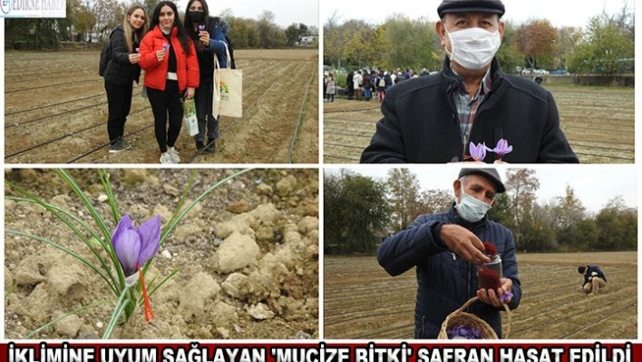 İklimine uyum sağlayan 'mucize bitki' safran hasat edildi