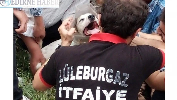 Kafası pet şişeye sıkışan köpeği itfaiye ekipleri kurtardı