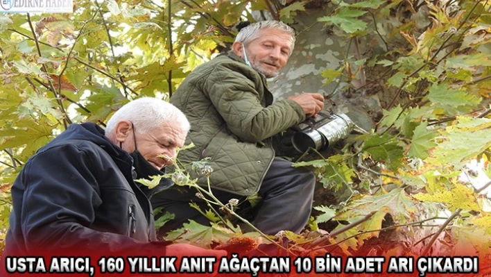 Usta arıcı, 160 yıllık anıt ağaçtan 10 bin adet arı çıkardı