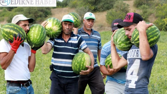 Kırklareli'nin meşhur Kavakdere karpuzunda hasat başladı