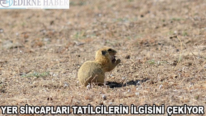 'Yer sincapları' tatilcilerin ilgisini çekiyor