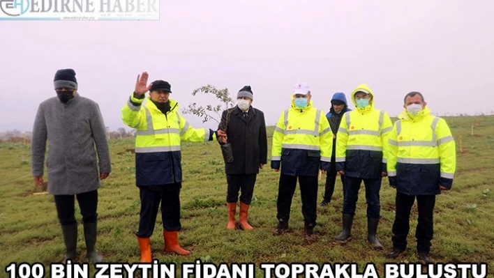 100 bin zeytin fidanı toprakla buluşturuldu