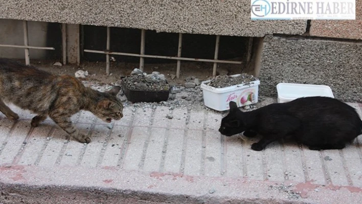 Hayvanların mama kabını betonla doldurdular