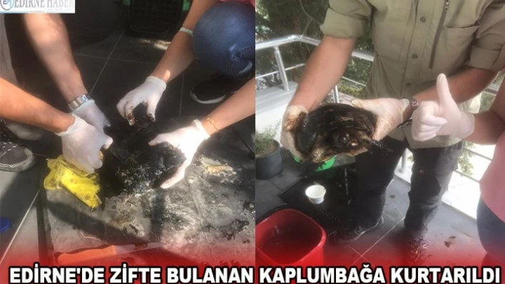 EDİRNE'DE ZİFTE BULANAN KAPLUMBAĞA KURTARILDI