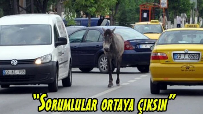 'Sorumlular ortaya çıksın'