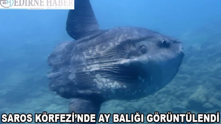 Saros Körfezi'nde ay balığı görüntülendi