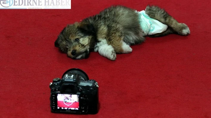 Belediye Başkanı makamını sokak köpeğine açtı