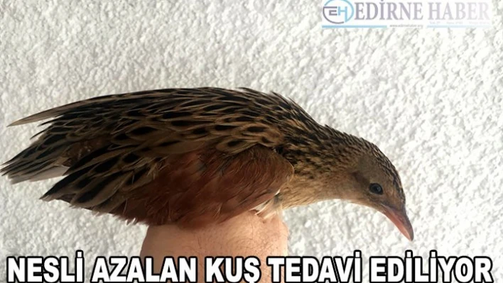 Tedavi altına alındı
