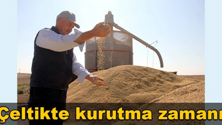 '550 bin dönüm çeltik ekiliyor'