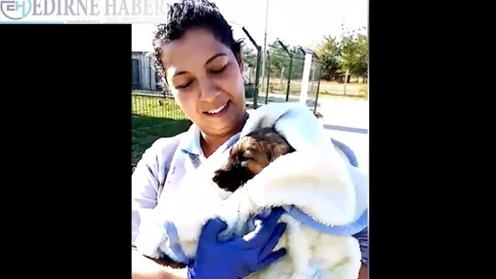 Zifte bulanan yavru köpeği itfaiye kurtardı