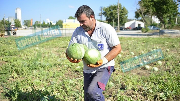İlk hasat yapıldı