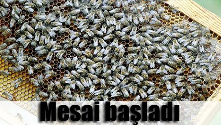 Mesai başladı