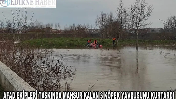 Taşkında mahsur kalan 3 köpek yavrusunu kurtardı