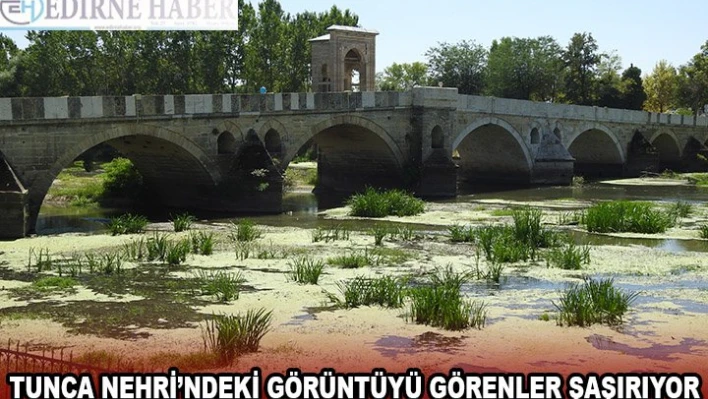 TUNCA NEHRİ'NDEKİ GÖRÜNTÜYÜ GÖRENLER ŞAŞIRIYOR