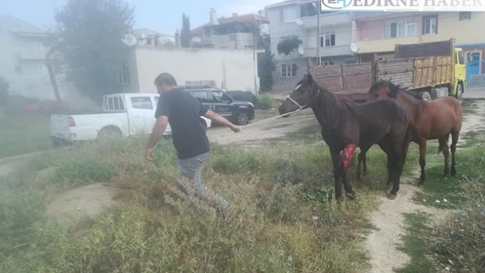 Yaralı at tedavi altında