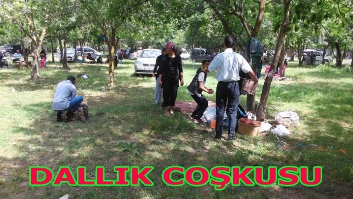 Dallık coşkusu