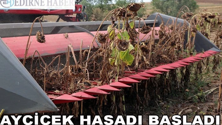 Ayçiçek hasadı başladı