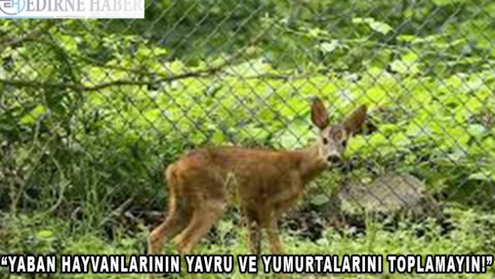 'Yaban hayvanlarının yavru ve yumurtalarını toplamayın' 