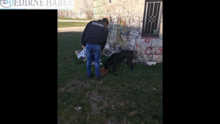 Sokak hayvanlarına mama takviyesi