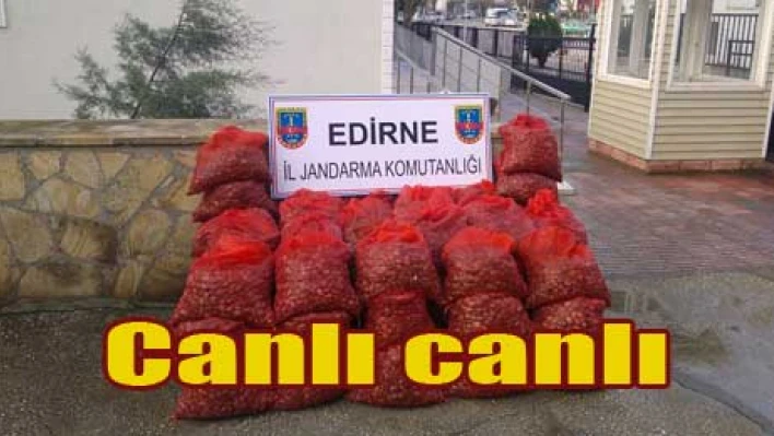 Canlı canlı